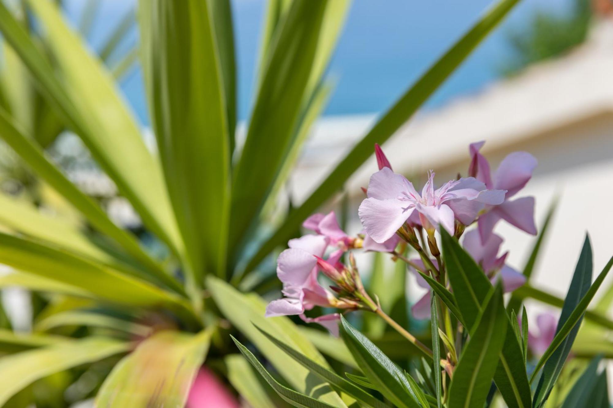 Beachfront Comfort Apartment Nives ทูแชพี ภายนอก รูปภาพ